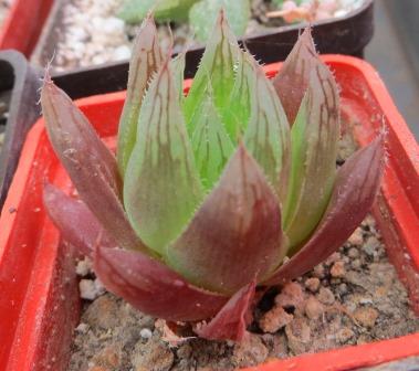 haworthia cooperi leightonii завжди червона