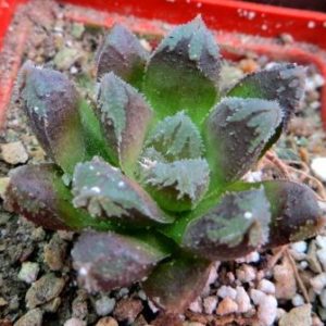 haworthia pygmaea dumbei x cooperi red  завжди червона