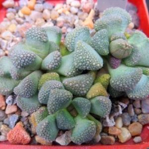 1877.05 MG titanopsis primosii Naabab