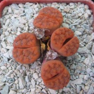 lithops karasmontana red 4 голови