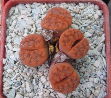 lithops karasmontana red 4 голови