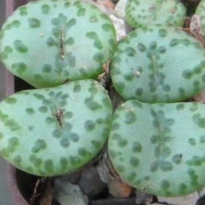 conophytum obcordellum 4 голови