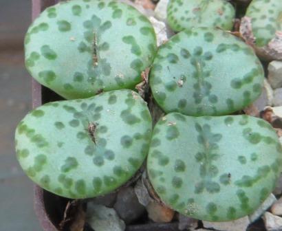 conophytum obcordellum 4 голови