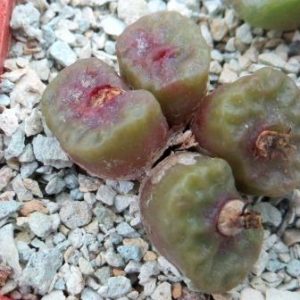 conophytum angelicae tetragonum 4 голови