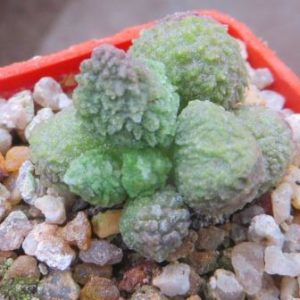 adromischus marianae 'herrei' green