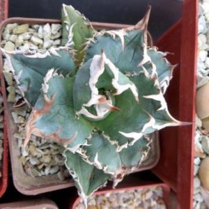 agave titanota kyoto