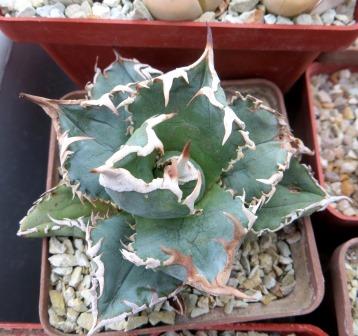agave titanota kyoto