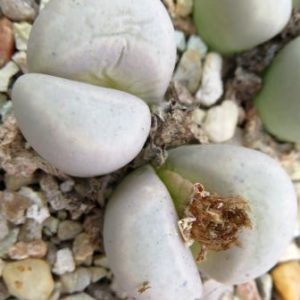 lithops meyeri