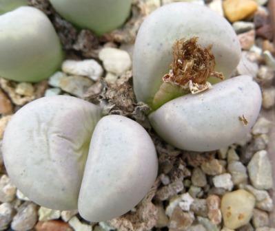 lithops meyeri