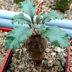 dorstenia lavrani