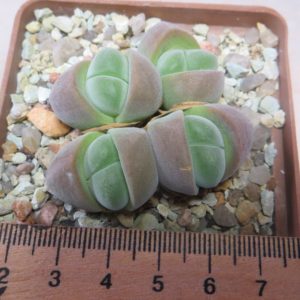 gibbaeum album EA 1287 best