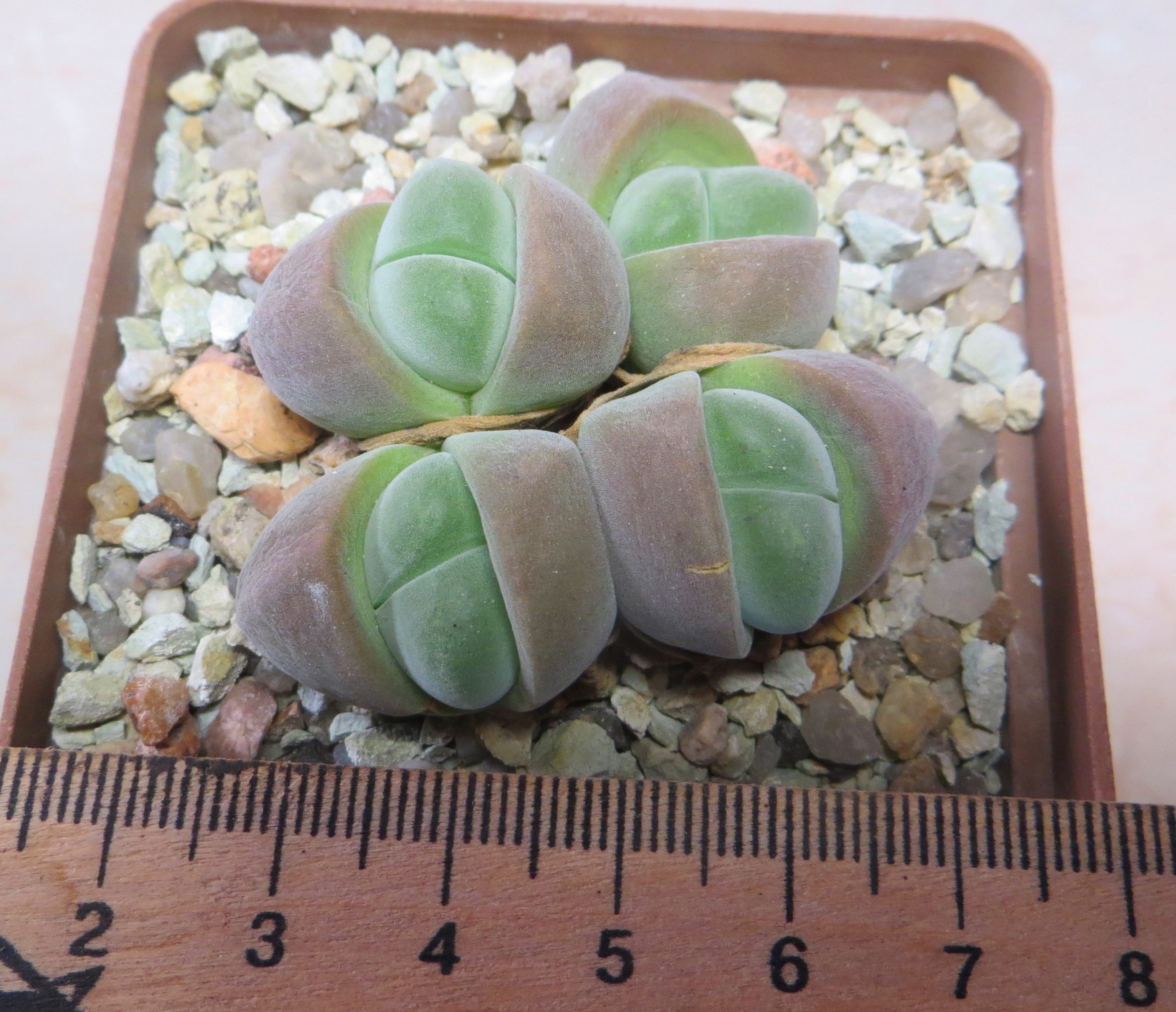 gibbaeum album EA 1287 best