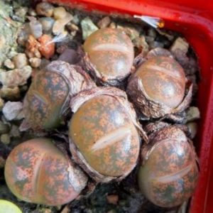 lithops lesliei classic 6 голів
