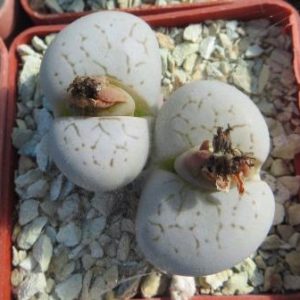 dintheranthua vanzilii lineatus
