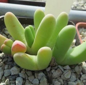 argyroderma fissum