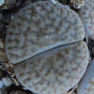 1616.34 MG lithops hookeri dabneri C 301