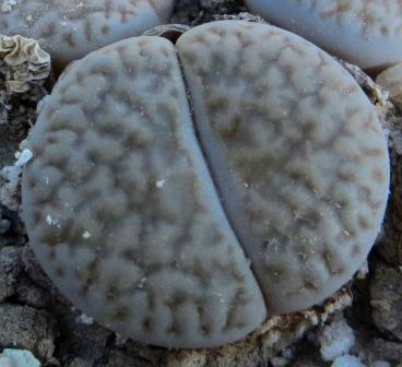 1616.34 MG lithops hookeri dabneri C 301