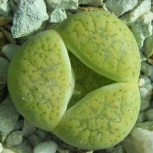 Lithops aucampiae cv Jackson's Jade