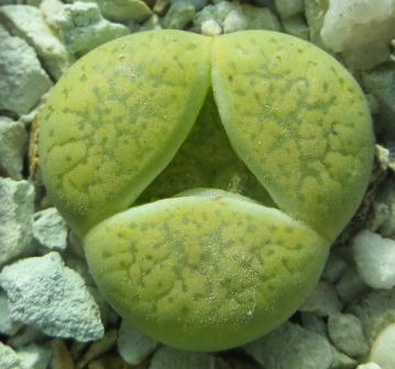 Lithops aucampiae cv Jackson's Jade