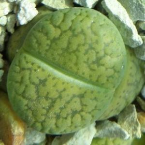 Lithops aucampiae cv Jackson's Jade