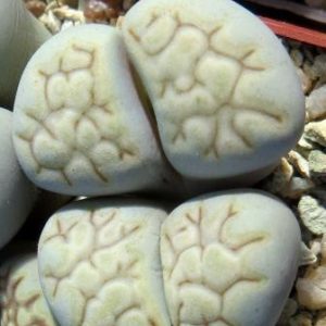 lithops julii fulleri C 203
