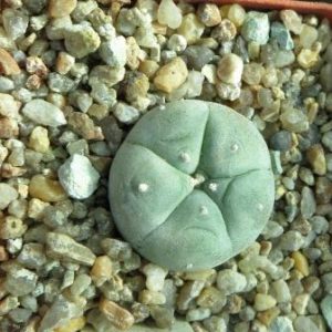 lophophora williamsii sierra paila