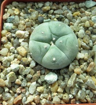 lophophora williamsii sierra paila