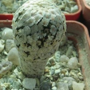 pelecyphora valdesiana