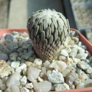 pelecyphora aselliformis