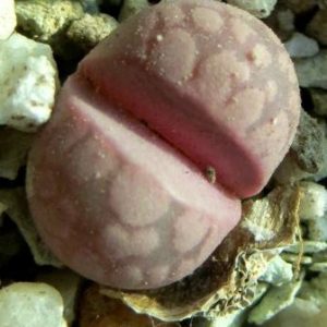 lithops otzeniana cesky granat