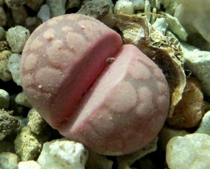 lithops otzeniana cesky granat