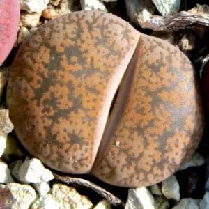 lithops lesliei classic