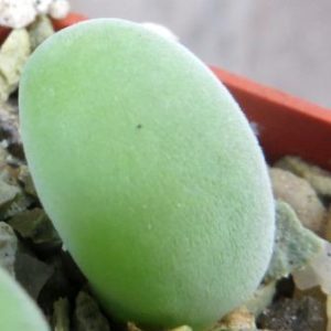 muiria hortenseae