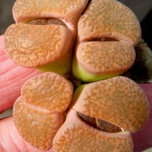 lithops lesliei mariae C 152  4 голови