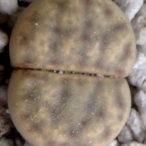 1566.5 lithops dinteri ssp frederici