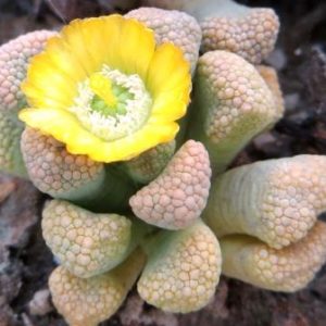titanopsis luederitzii
