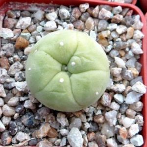 lophophora diffusa lutea