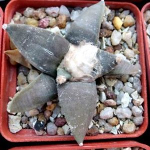 ariocarpus retusus rostratus own root
