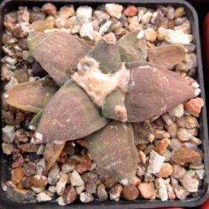 ariocarpus retusus furfuraceus own root