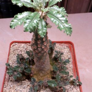 dorstenia lavrani