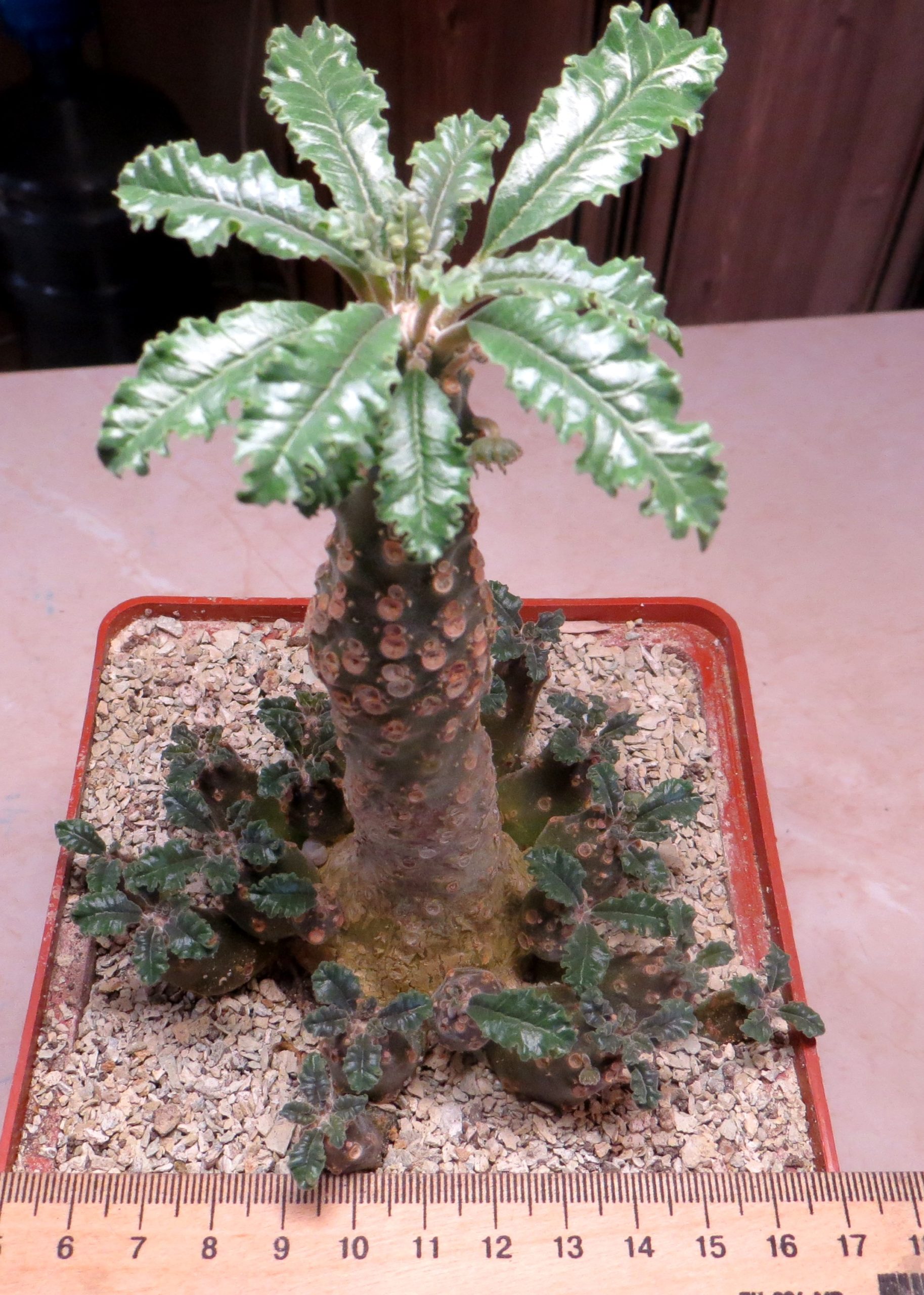 dorstenia lavrani