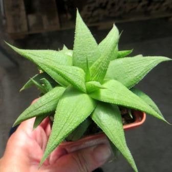 haworthia green ork