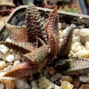 haworthia scabra tuberculata