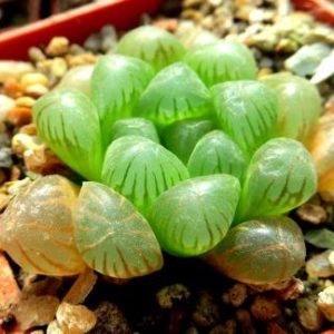 haworthia obtusa