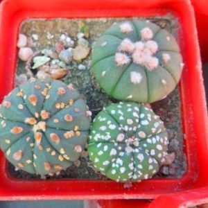 astrophytum super kabuto gold 3 шт