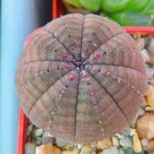 euphorbia obesa