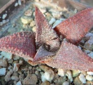 haworthia koelmaniorum