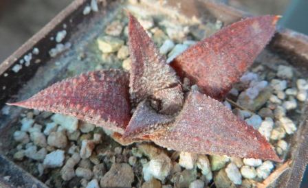 haworthia koelmaniorum