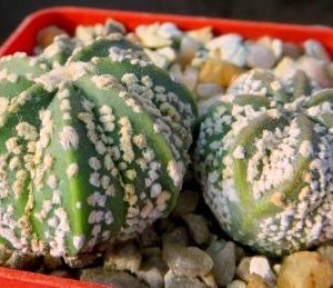 astrophytum super kabuto gold 2 шт