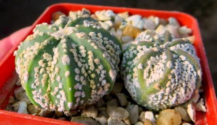 astrophytum super kabuto gold 2 шт